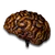 Brain
